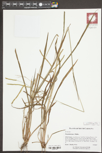 Paspalum laeve image