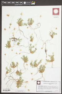Chevreulia sarmentosa image