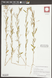 Croton michauxii image