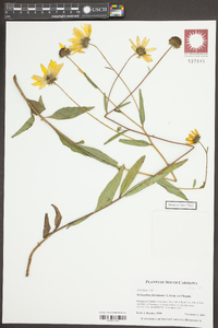 Helianthus floridanus image