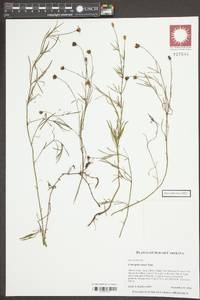 Coreopsis rosea image