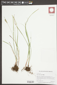 Carex dasycarpa image