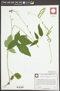 Desmodium cuspidatum image