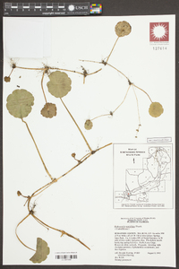 Hydrocotyle verticillata image