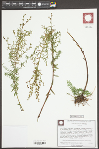 Hypericum canadense image