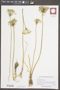 Allium cuthbertii image