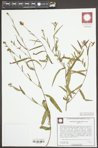 Ludwigia suffruticosa image