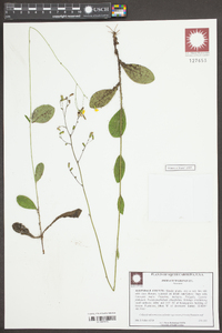 Hieracium gronovii image