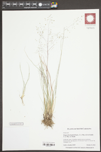 Eragrostis frankii image