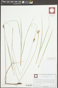 Carex complanata image