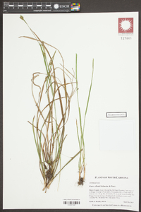 Carex elliottii image