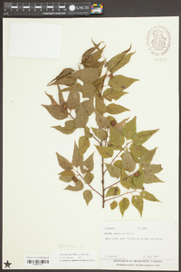 Celtis laevigata var. laevigata image