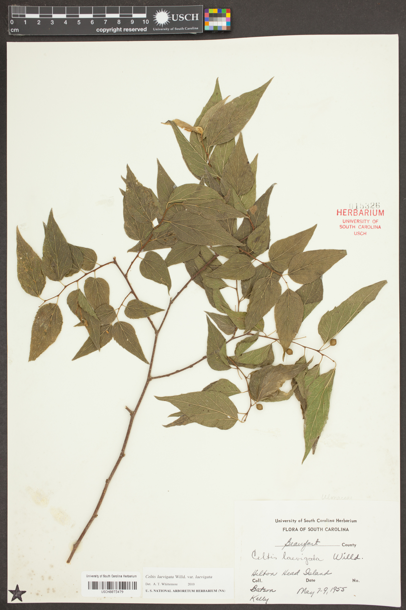 Celtis laevigata var. laevigata image