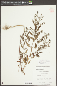 Trichostema dichotomum image