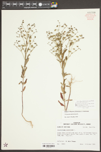 Trichostema dichotomum image