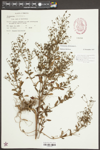 Trichostema dichotomum image