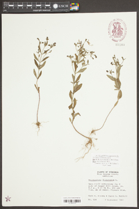 Trichostema dichotomum image