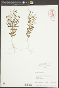 Trichostema dichotomum image