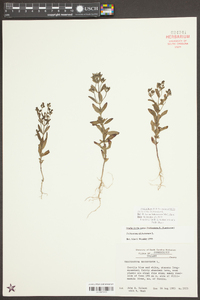 Trichostema dichotomum image