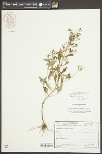 Trichostema dichotomum image