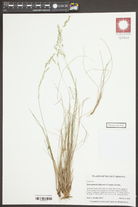 Sphenopholis filiformis image