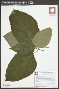 Collinsonia punctata image