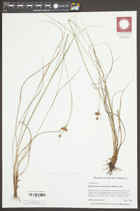 Rhynchospora fascicularis image