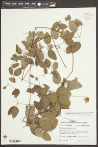 Clematis arenicola image