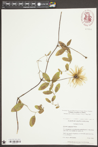 Clematis reticulata image