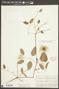 Clematis reticulata image