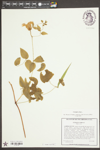 Clematis crispa image