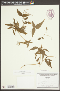 Clematis crispa image