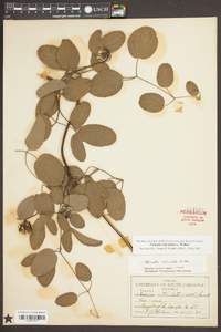 Clematis reticulata image