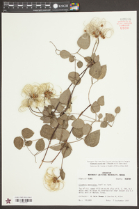 Clematis arenicola image