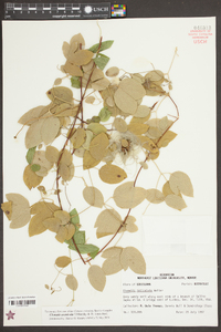 Clematis arenicola image