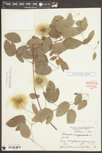 Clematis reticulata image