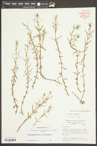 Gratiola ramosa image