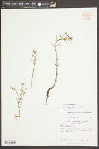 Gratiola ramosa image