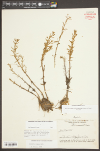 Gratiola ramosa image