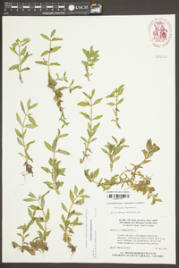 Gratiola virginiana image