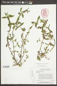 Gratiola virginiana image