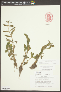 Gratiola virginiana image