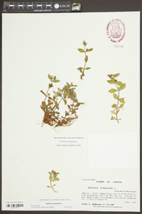 Gratiola virginiana image