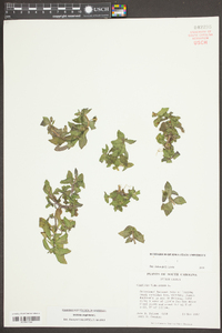 Gratiola virginiana image