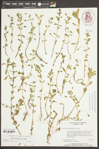 Bacopa monnieri image