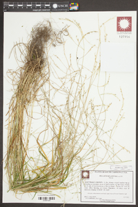 Poa autumnalis image