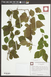 Crataegus viridis image