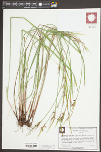 Scleria oligantha image