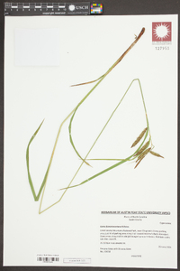 Carex fumosimontana image