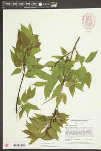 Celtis laevigata image